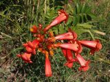 Campsis radicans