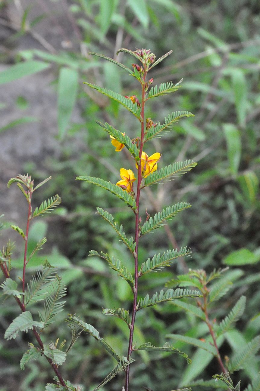 Image of genus Chamaecrista specimen.