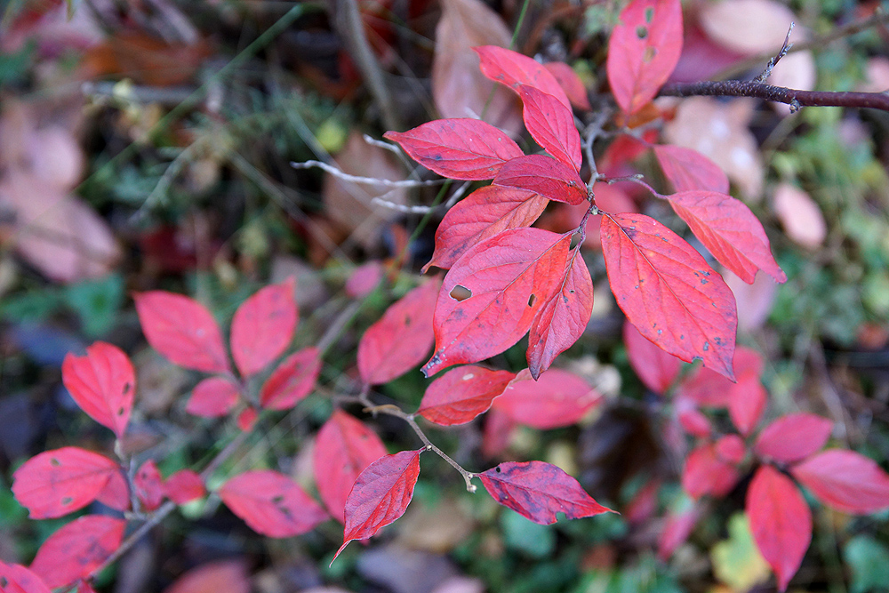 Изображение особи род Cotoneaster.