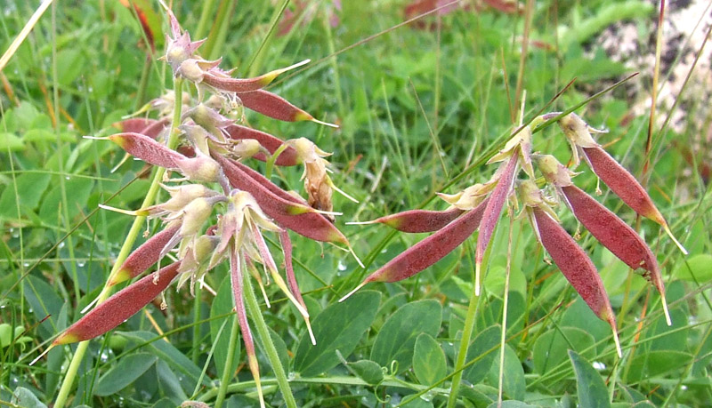 Image of Lathyrus japonicus ssp. pubescens specimen.