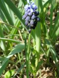 Muscari leucostomum. Цветущее растение. Узбекистан, г. Ташкент, Ботанический сад им. Ф.Н.Русанова. 28.03.2008.