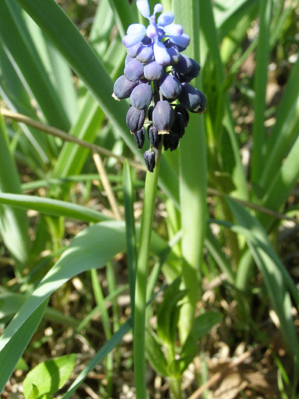 Изображение особи Muscari leucostomum.