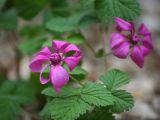 Rubus arcticus