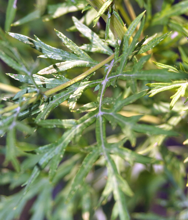 Image of genus Artemisia specimen.