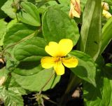 Viola xanthopetala
