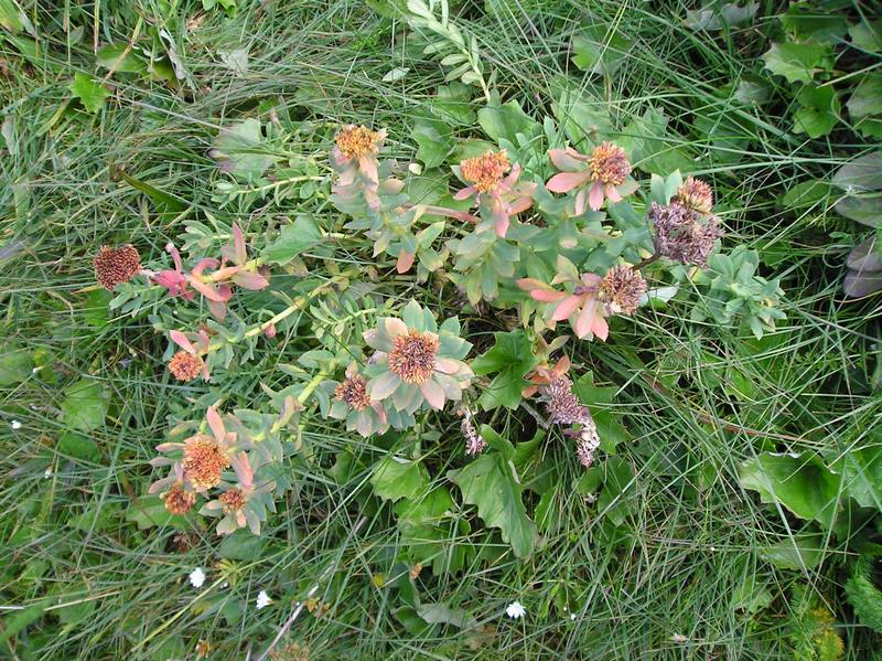 Image of Rhodiola rosea specimen.