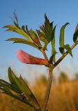 Vicia segetalis. Верхушка побега с цветками и бутонами. Томская обл., г. Томск, пустырь. 09.09.2009.