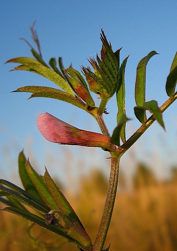 Изображение особи Vicia segetalis.
