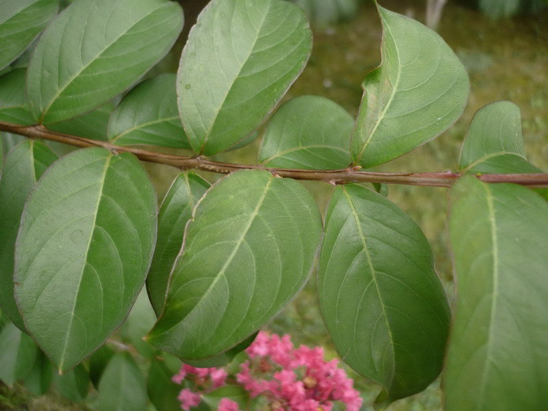Image of Lagerstroemia indica specimen.