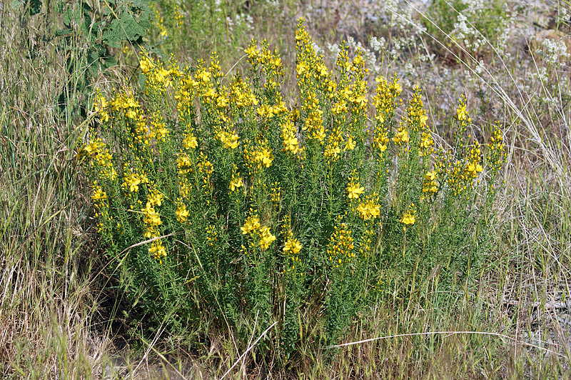 Изображение особи Hypericum lydium.