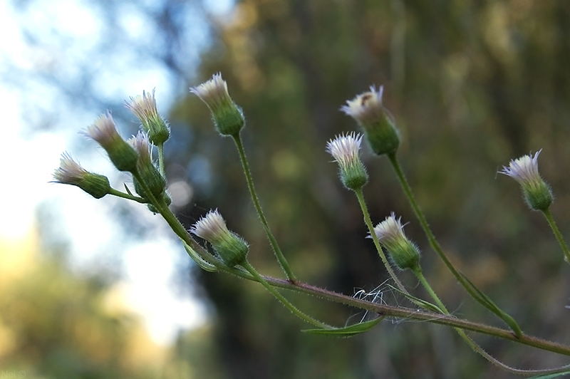 Изображение особи Erigeron politus.