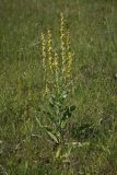 Verbascum lychnitis. Цветущее растение на остепнённом лугу. Белгородская обл., пос. Борисовка. 28.06.2009.