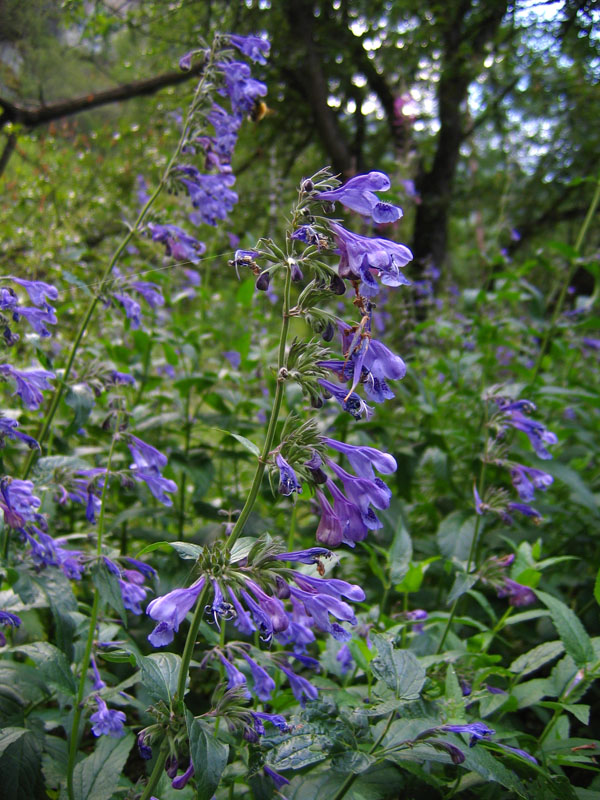 Image of Nepeta sibirica specimen.