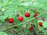 Fragaria vesca