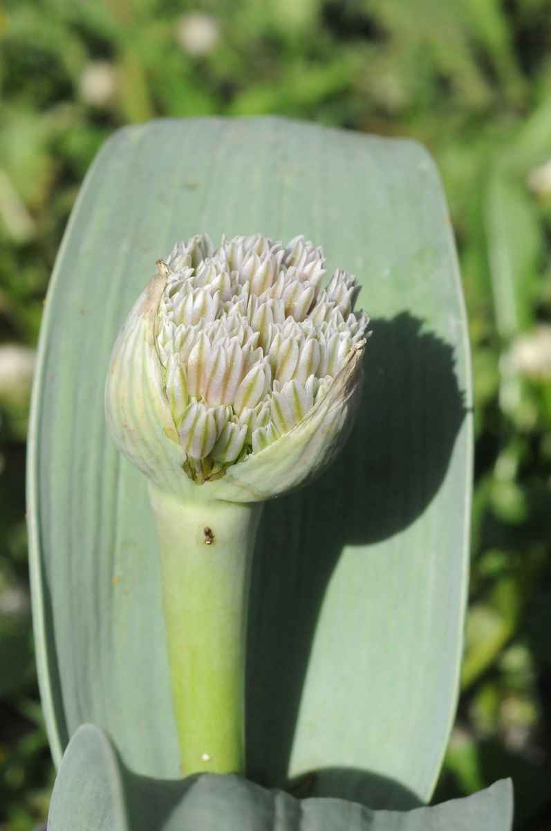 Image of Allium subakaka specimen.