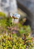 Rubus chamaemorus. Цветущее растение в вороничной тундре. Мурманская обл., Кольский р-н, окр. пос. Дальние Зеленцы. 21.06.2015.