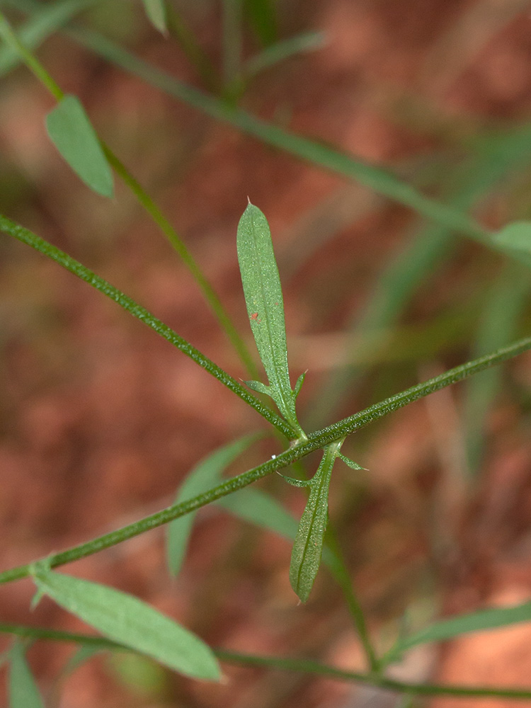 Image of Centaurea deusta specimen.