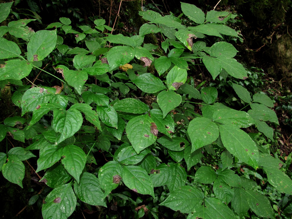 Image of Staphylea colchica specimen.