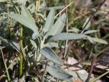 Salvia officinalis. Побег. Черногория, Которская бухта, окр. церкви Богородицы с Ангелом (Crkva Gospe od Anđela), скалистый склон выше автодороги. 08.10.2014.