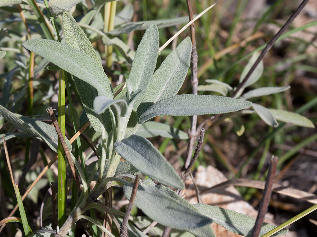 Image of Salvia officinalis specimen.