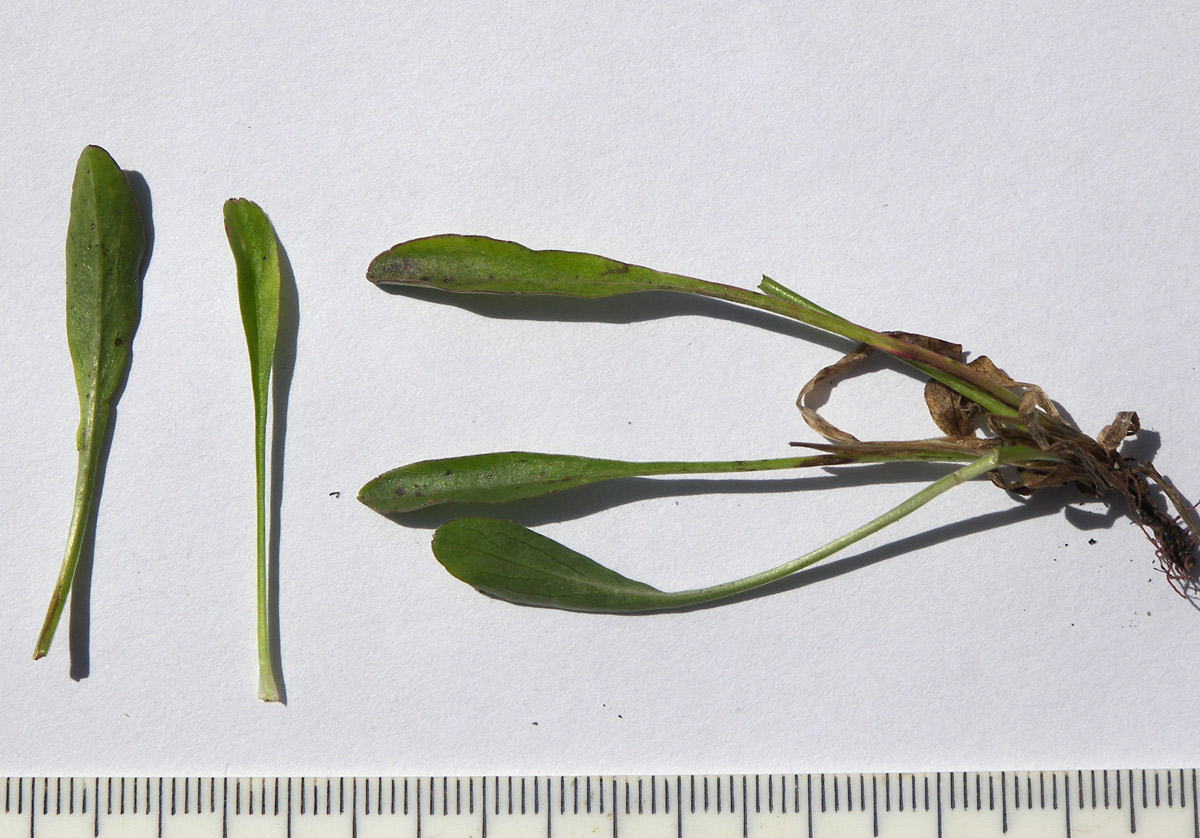 Image of Campanula saxifraga specimen.