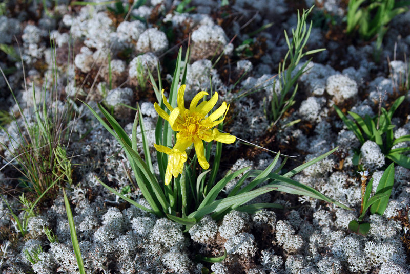 Изображение особи Scorzonera radiata.