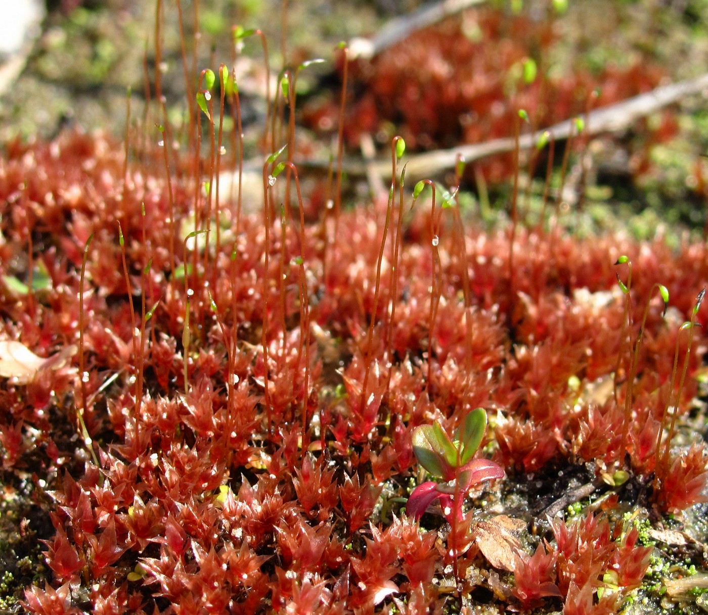 Image of genus Bryum specimen.