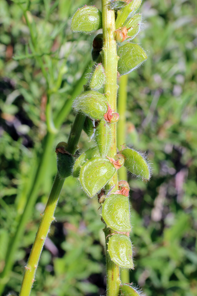 Изображение особи Onobrychis grandis.