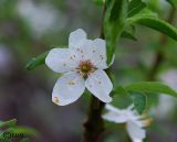 Prunus cerasifera