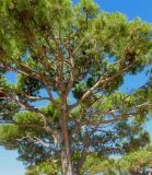 Pinus pinea