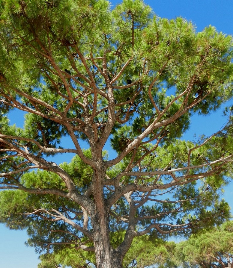 Image of Pinus pinea specimen.