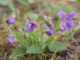 Viola hirta