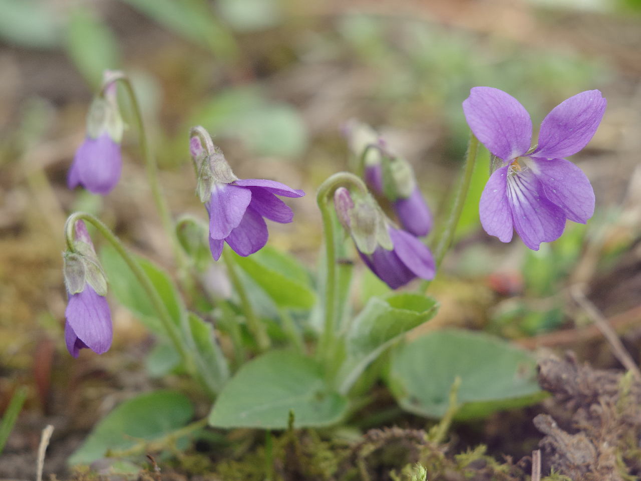 Изображение особи Viola hirta.