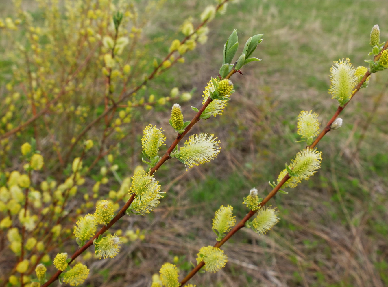 Изображение особи Salix starkeana.