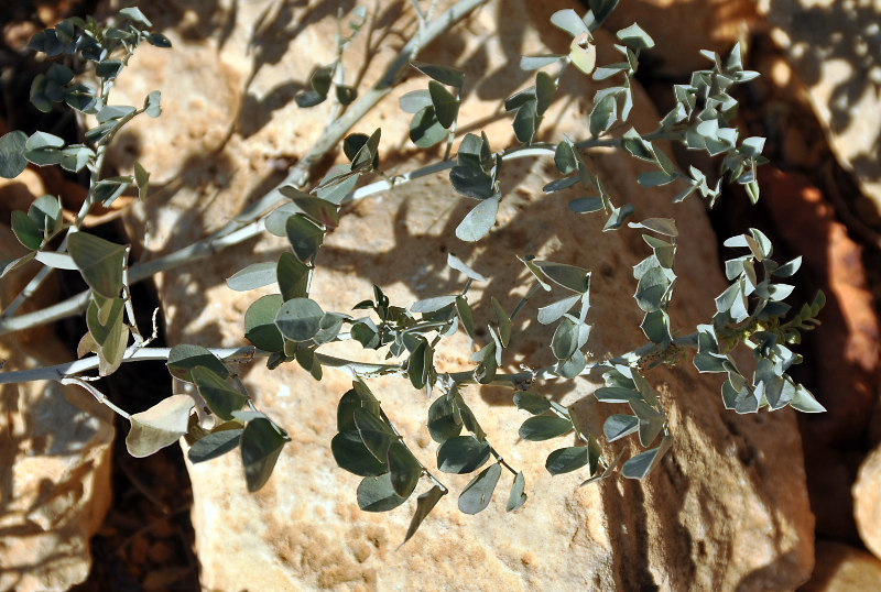 Image of Indigofera articulata specimen.