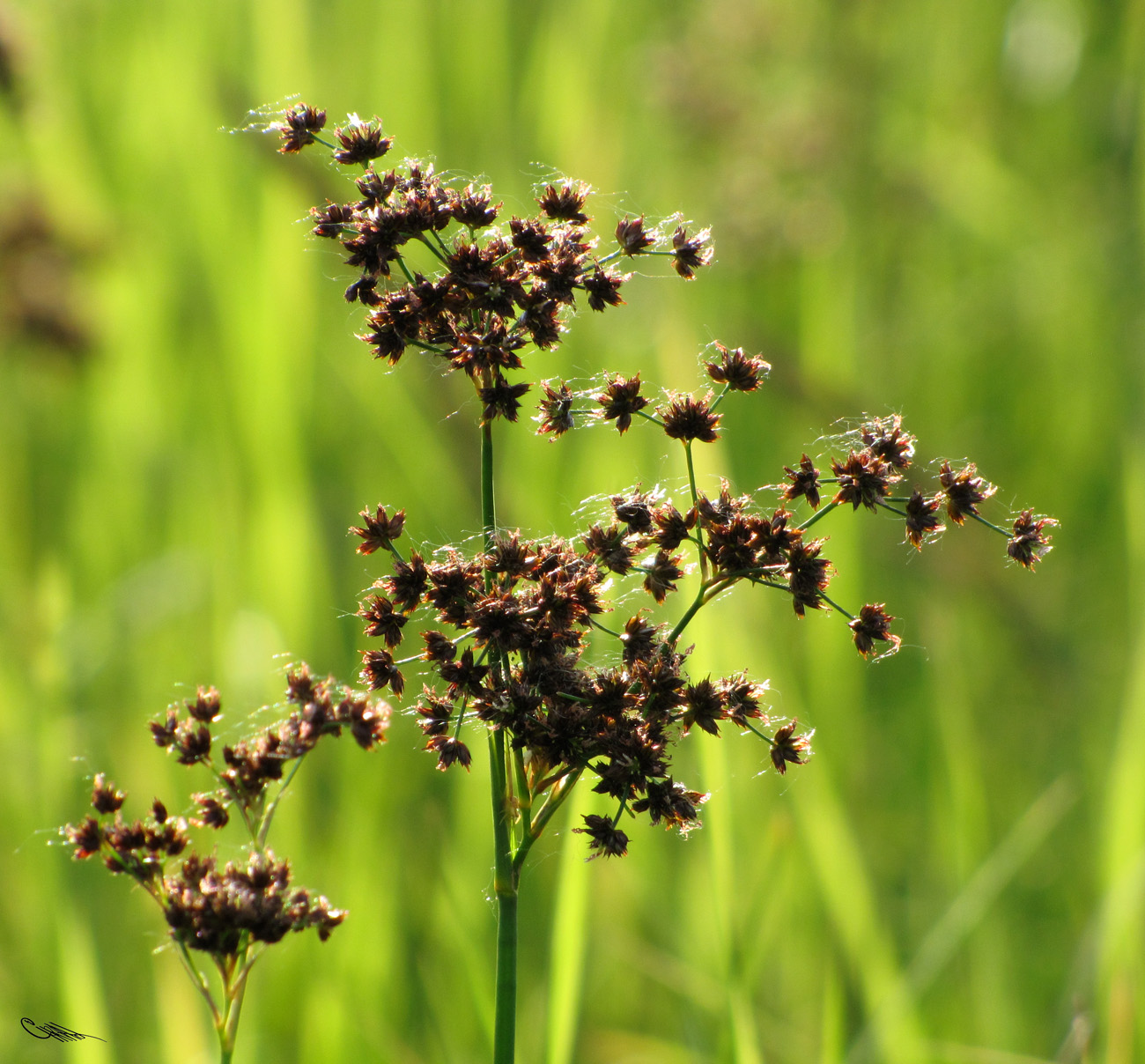 Image of Juncus atratus specimen.