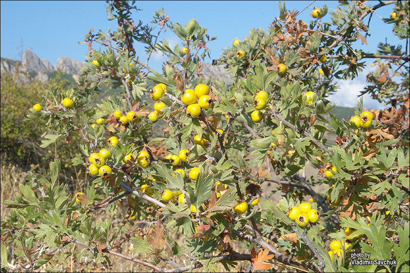 Image of Crataegus pojarkovae specimen.