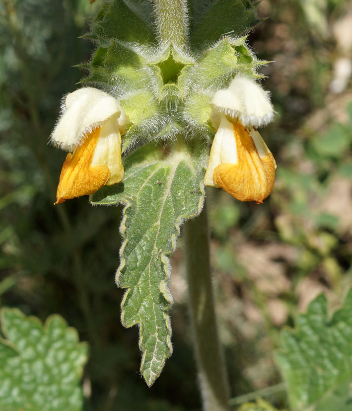 Изображение особи Phlomoides fetisowii.