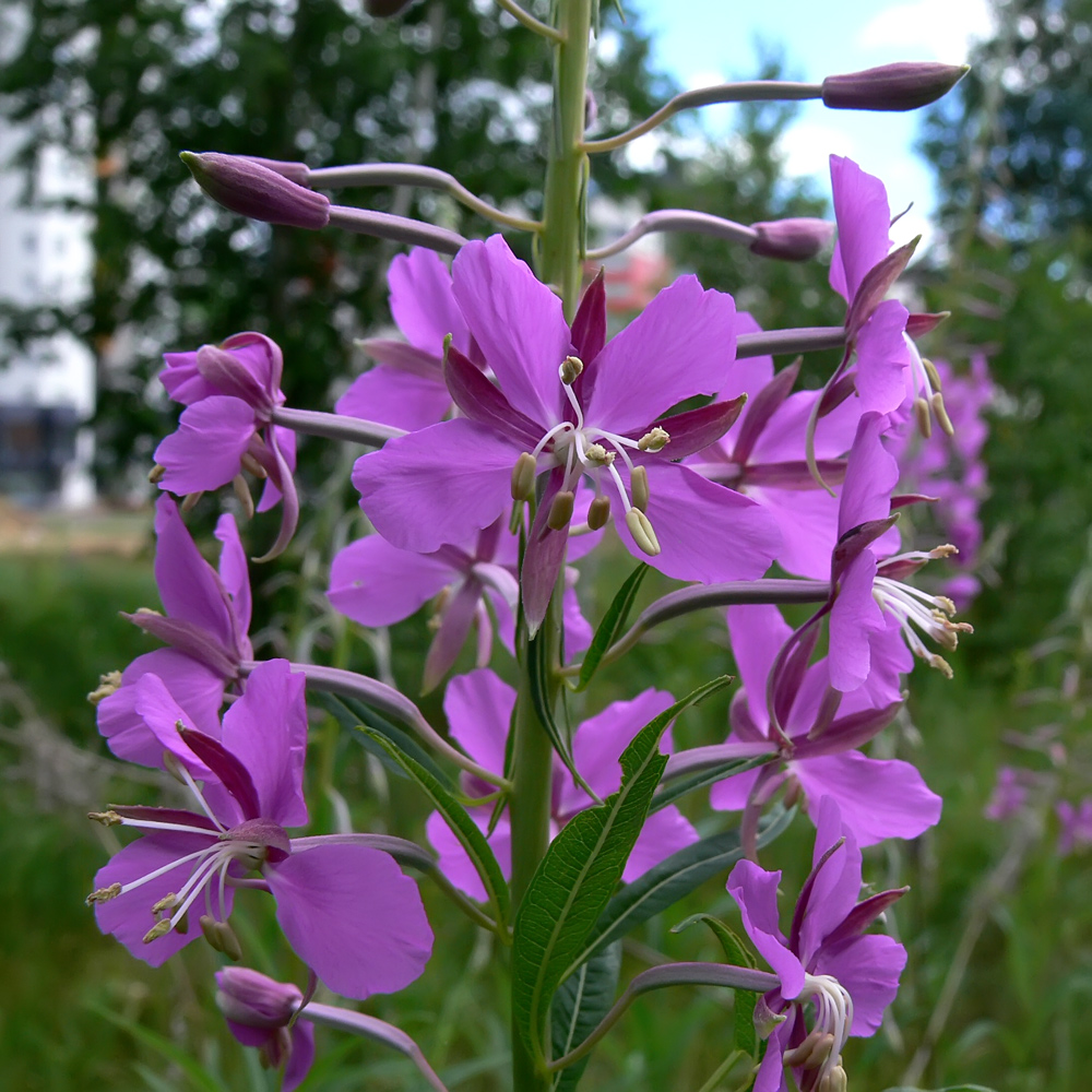 Изображение особи Chamaenerion angustifolium.