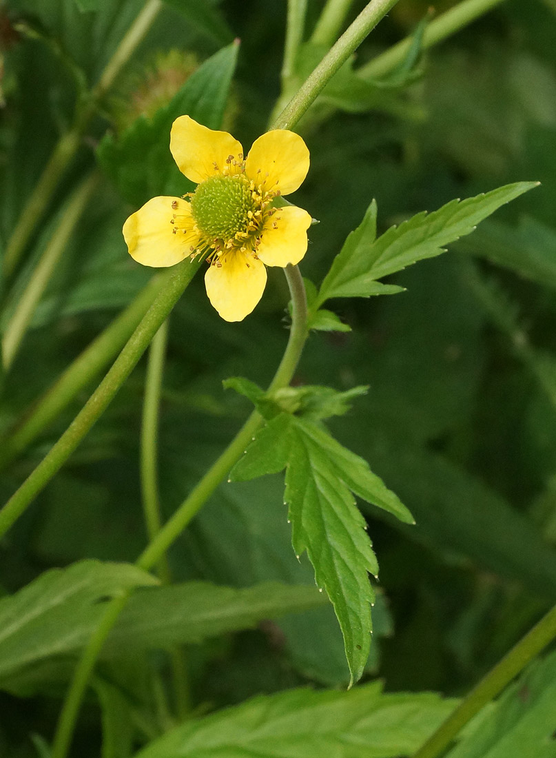 Image of Geum aleppicum specimen.