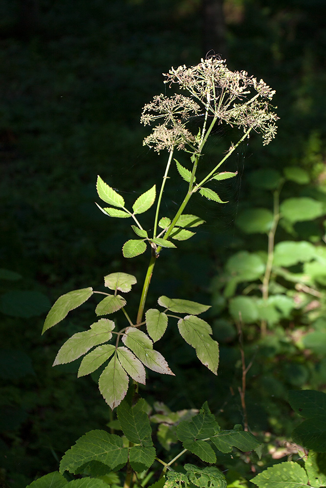 Image of Aegopodium podagraria specimen.