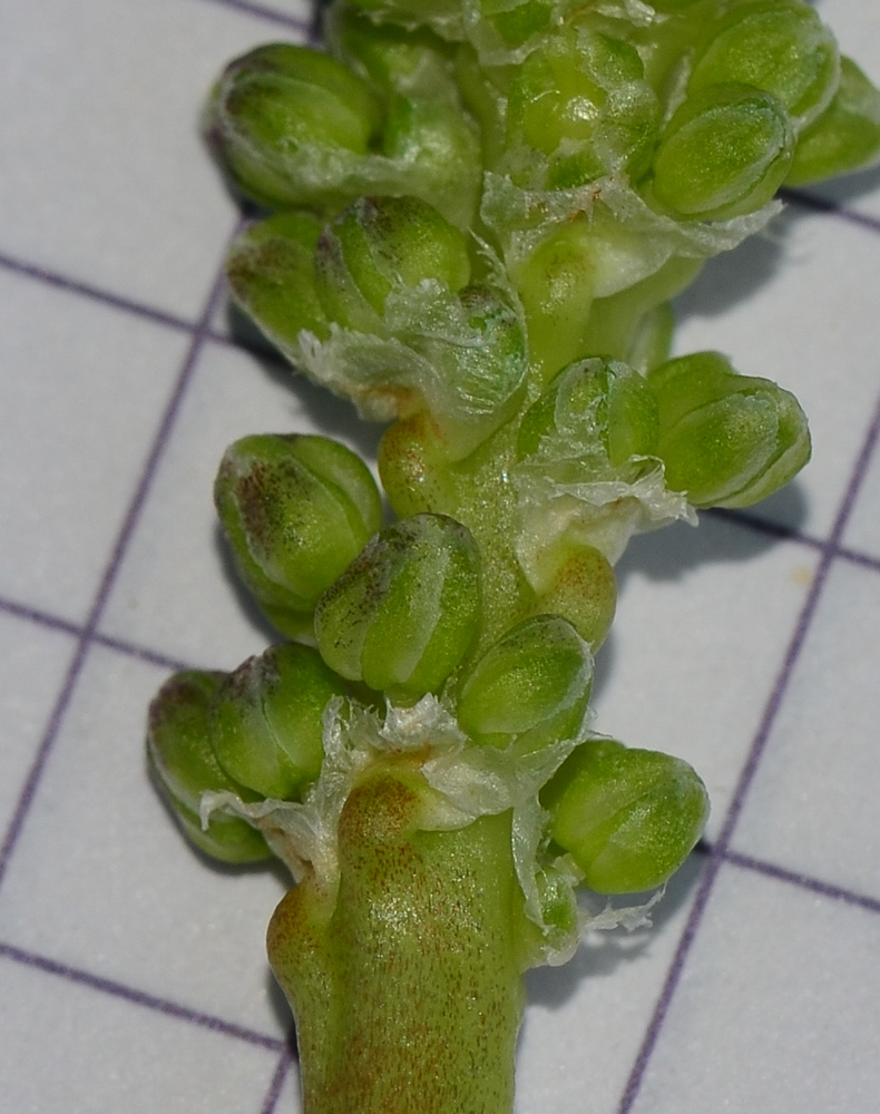 Image of Dasylirion wheeleri specimen.