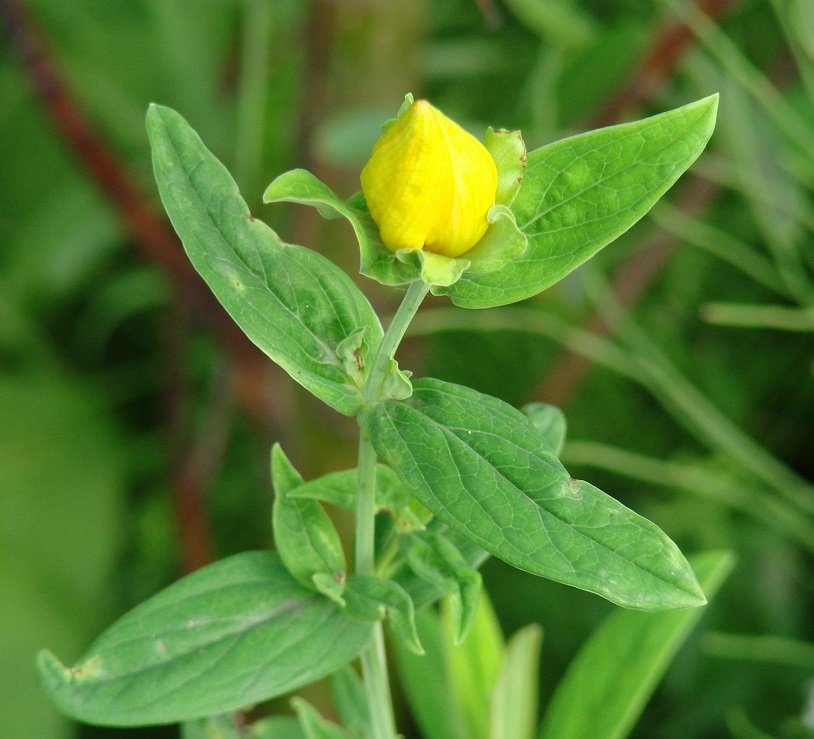 Image of Hypericum ascyron specimen.