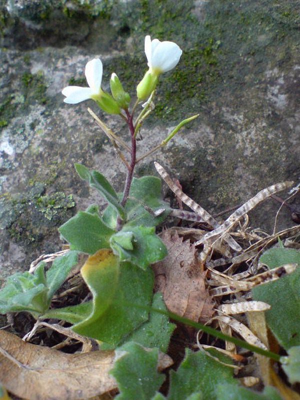 Image of Arabis caucasica specimen.