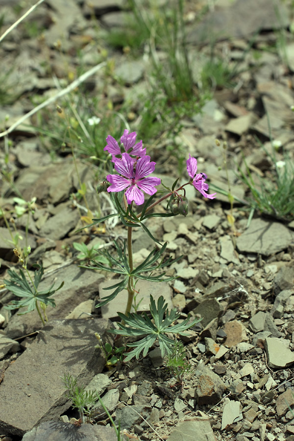 Изображение особи Geranium transversale.