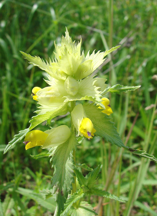 Изображение особи Rhinanthus vernalis.