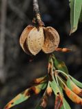 Amygdalus communis. Веточка с созревшим плодом. Узбекистан, Ташкентская обл., зап. отр. Чаткальского хр., склон горы Кунгирбука. 23.09.2014.