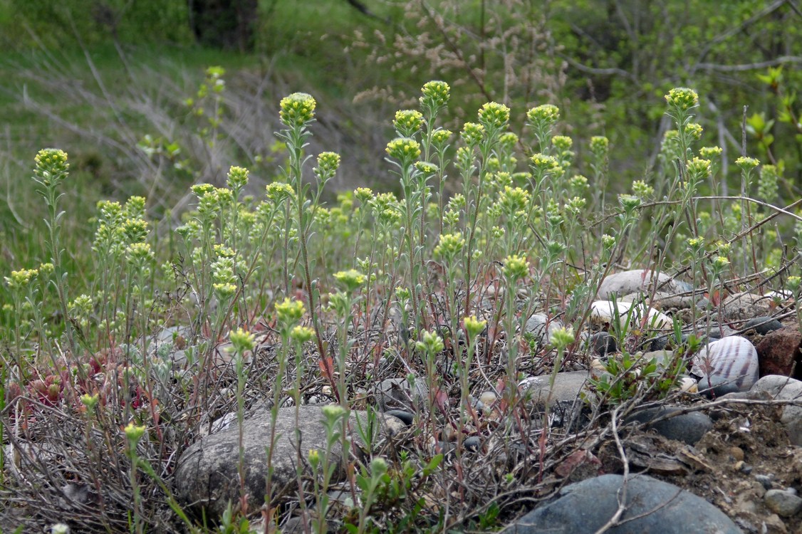 Image of Alyssum alyssoides specimen.