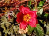 Portulaca grandiflora