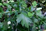 Crataegus monogyna. Листья. Москва, Перово, сквер на 1-й ул. Энтузиастов у ж.-д. пл. Новая. 01.06.2015.